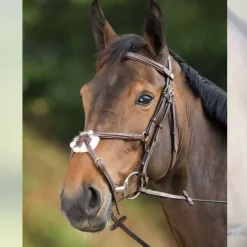 Bridon Croisé Mexicain HFI Master
