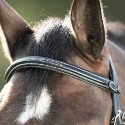 Bridon Croisé Mexicain HFI Master