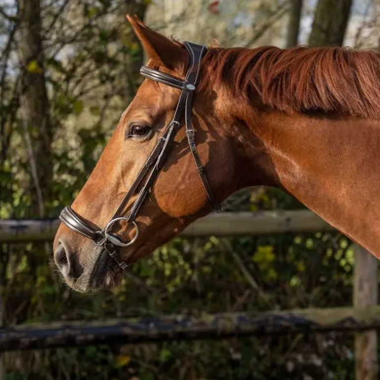 Bridon luxe muserolle allemande QHP