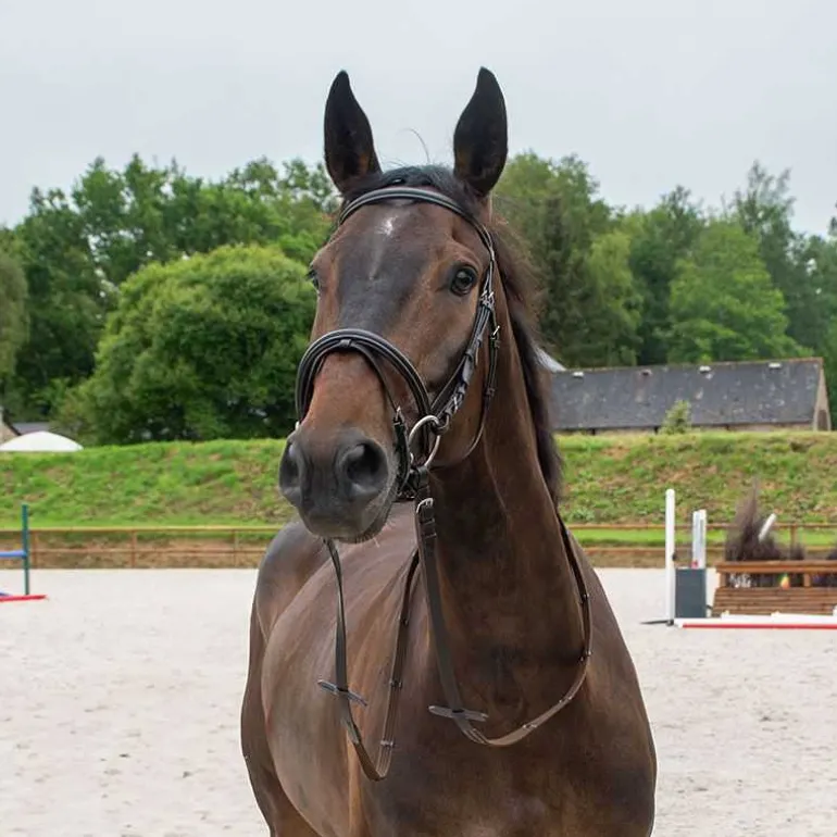 Bridon muserolle combinée Horse & Go