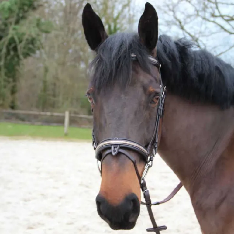 Bridon Mylord Canter