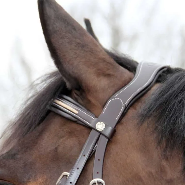 Bridon Mylord Canter