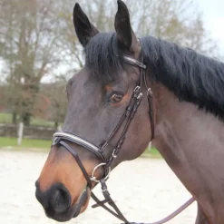 Bridon Mylord Canter