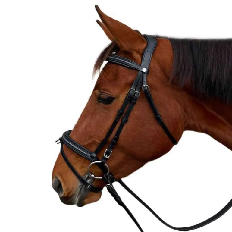 Bridon Mylord Canter