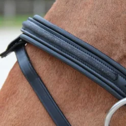 Bridon Mylord Canter