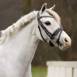 Bridon poney Brixie QHP