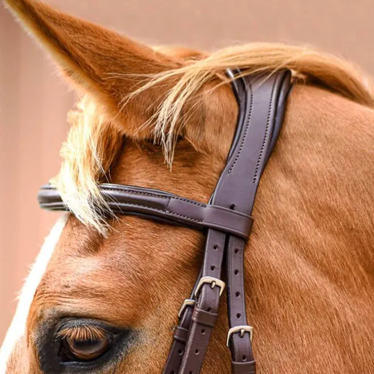 Bridon Pull-Back Cuir Souple Stationata