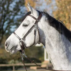 Bridon sans mors Ceto QHP