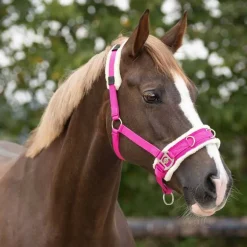 Caveçon avec mouton QHP