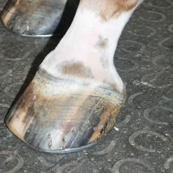 Couloir d'écurie Belmondo Walkway