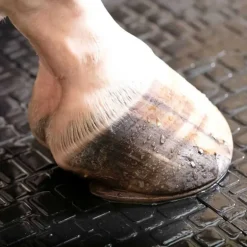 Couloir d'écurie et douche Belmondo Walkpro