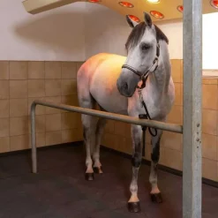 Couloir d'écurie et douche Belmondo Walkpro