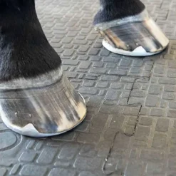 Couloir d'écurie et douche Belmondo Walkpro