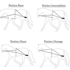 Enrênement corde Privilège Canter