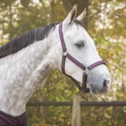 Ensemble licol + longe Collection QHP