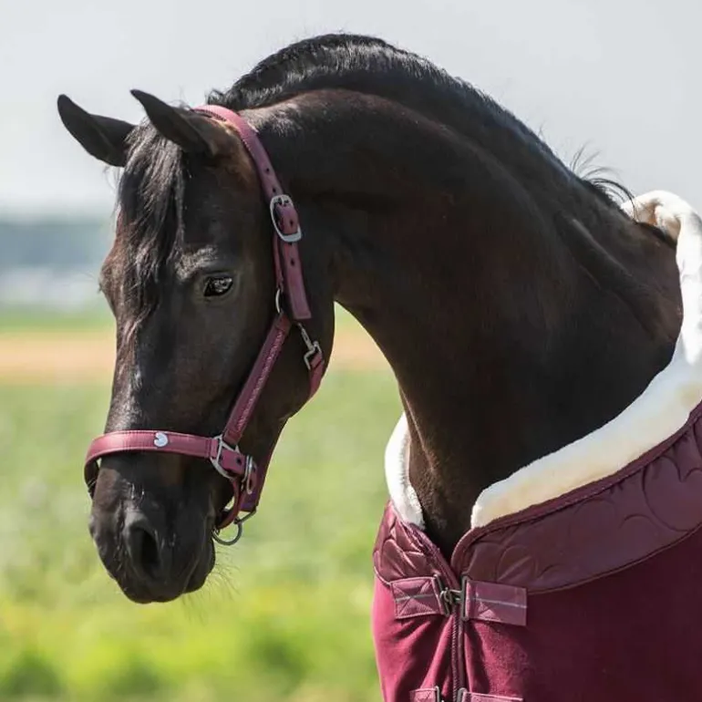 Ensemble licol et longe Lily QHP