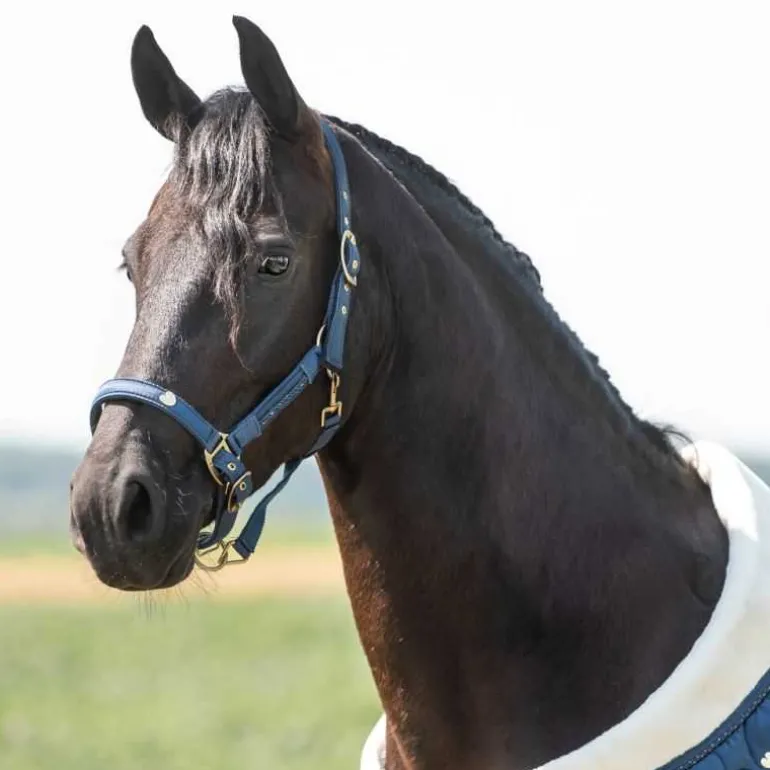 Ensemble licol et longe Lily QHP