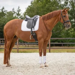 Guêtres champion antérieurs QHP