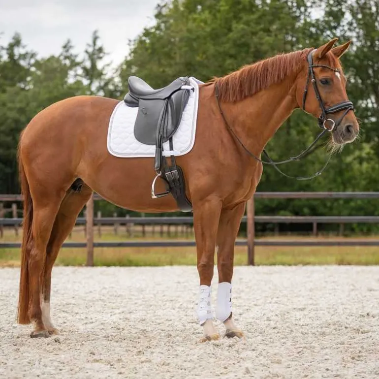 Guêtres champion antérieurs QHP