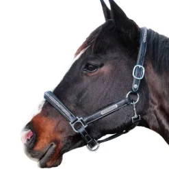 Licol Aachen Flags&Cup