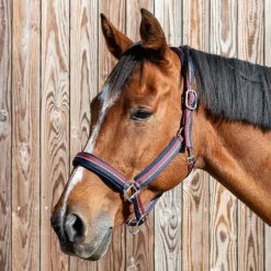 Licol bicolore brillant Stationata