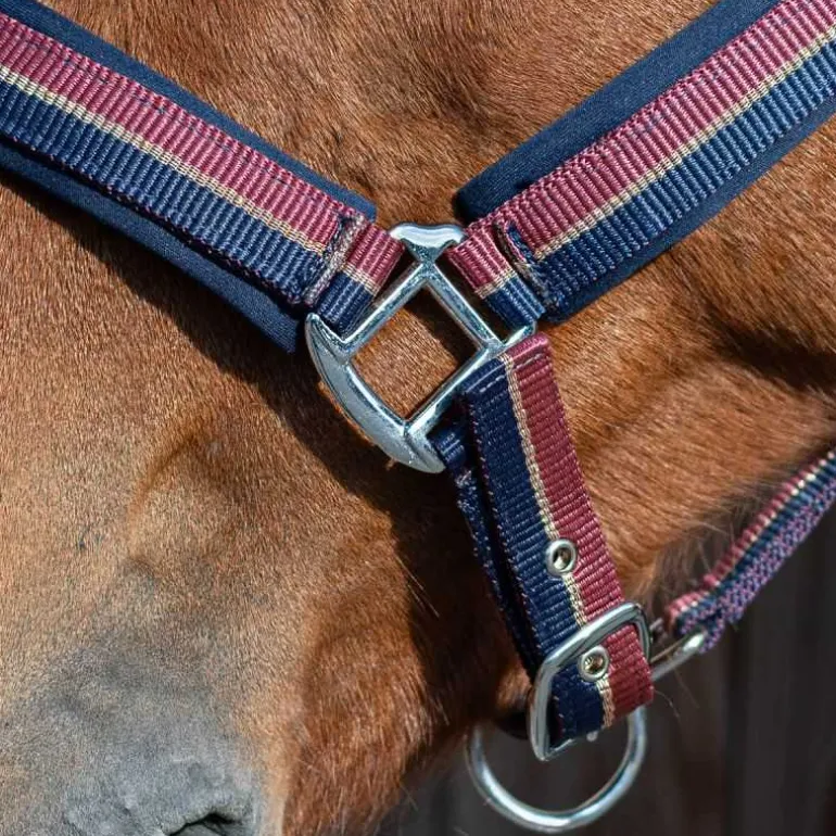 Licol bicolore brillant Stationata