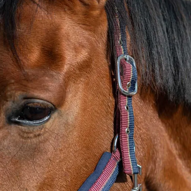 Licol bicolore brillant Stationata