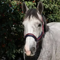 Licol bicolore brillant Stationata