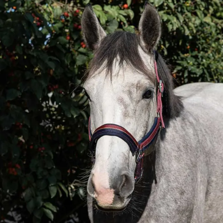 Licol bicolore brillant Stationata