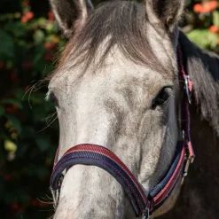 Licol bicolore brillant Stationata