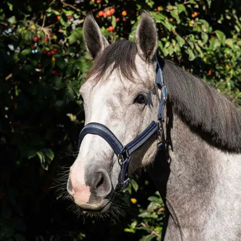 Licol chevron Stationata
