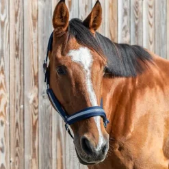 Licol chevron Stationata