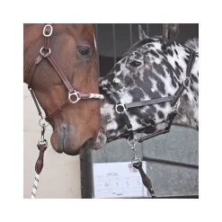 Licol cuir avec muserolle corde Stationata