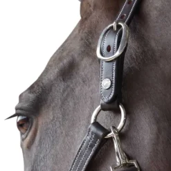 Licol cuir doublé CANTER