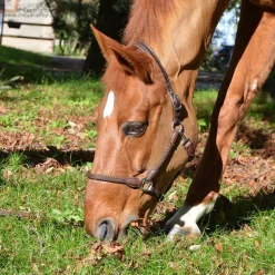 Licol cuir et corde Stationata