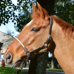 Licol cuir et corde Stationata