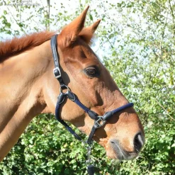 Licol cuir et corde Stationata