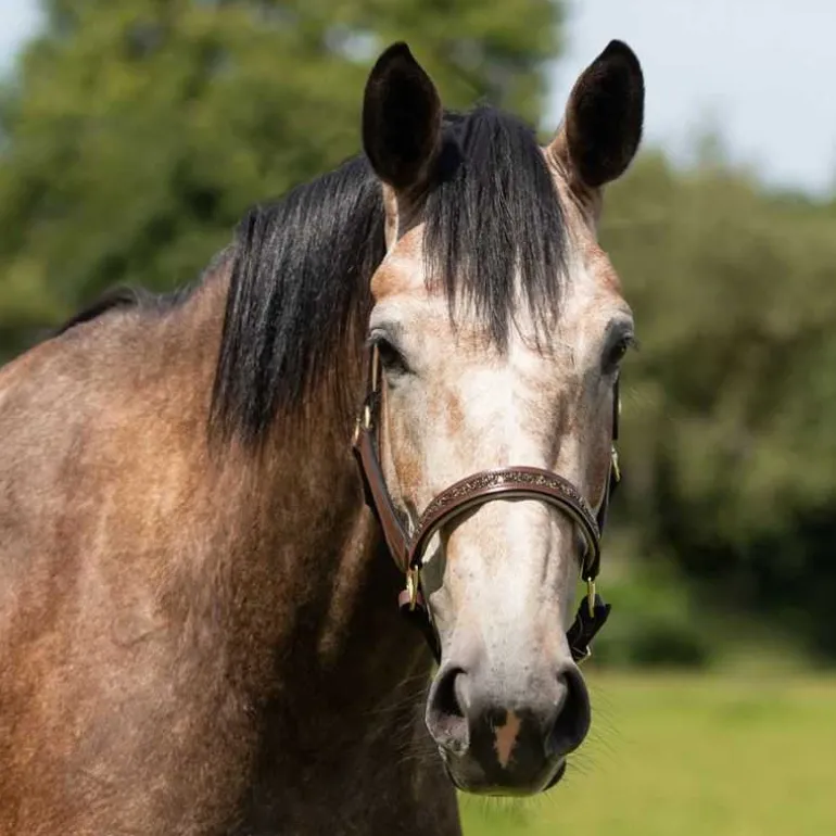 Licol cuir Lupine QHP