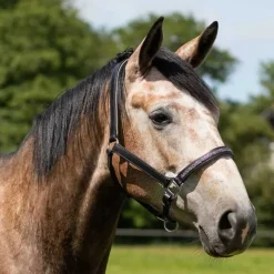 Licol cuir Lupine QHP