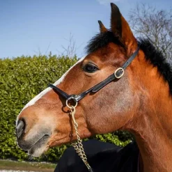 Licol de présentation en cuir T de T