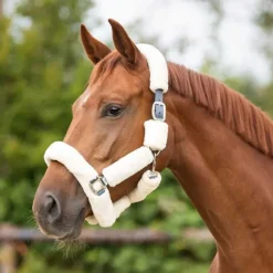 Licol de transport Alaska QHP