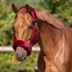 Licol de transport Alaska QHP