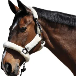 Licol de Transport Flags&Cup