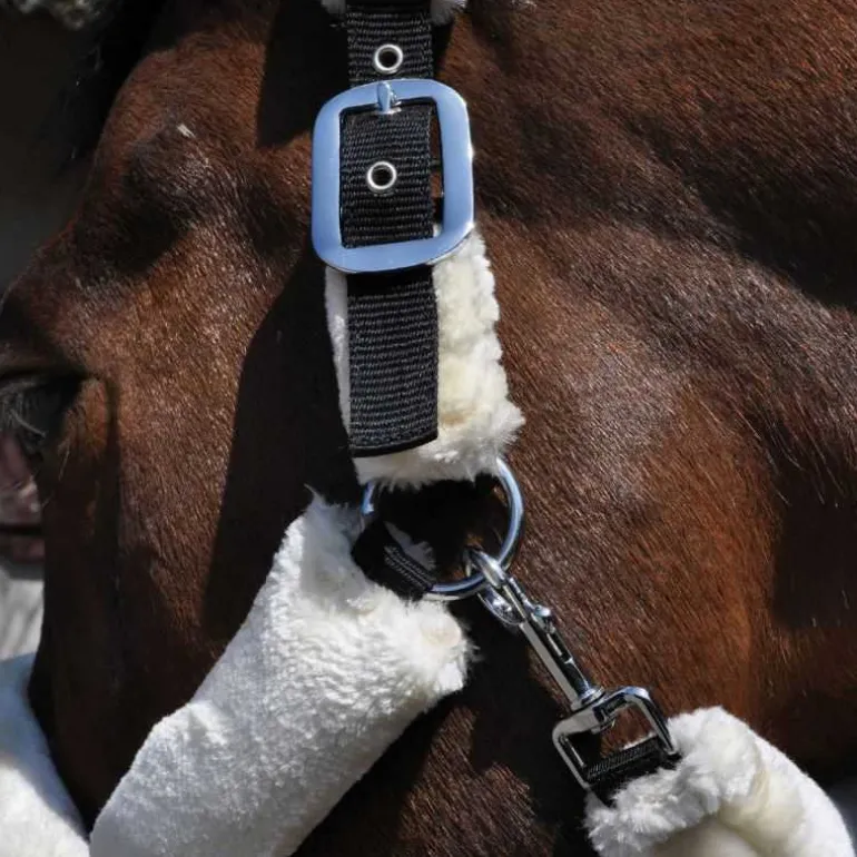 Licol de Transport Flags&Cup