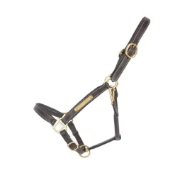 Licol en cuir avec plaque T de T