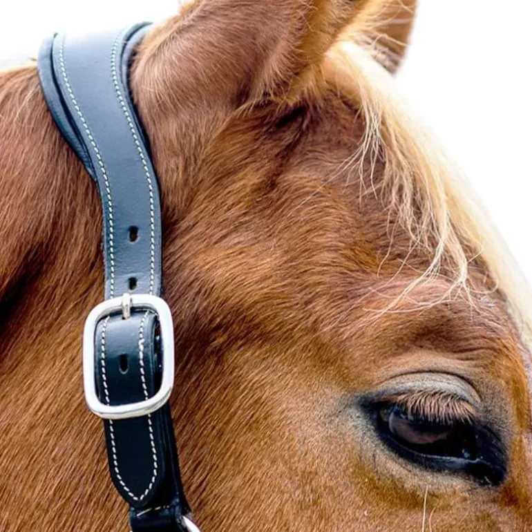 Licol en cuir Confort Stationata