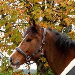 Licol en cuir Confort Stationata