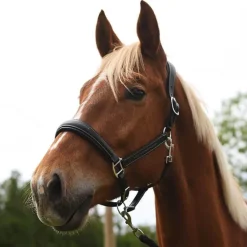 Licol en cuir Confort Stationata
