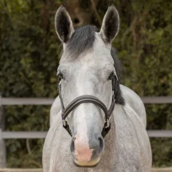 Licol en cuir Mylord Canter