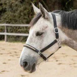 Licol en cuir Mylord Canter